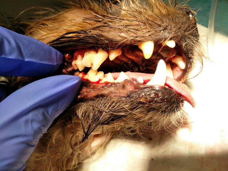 enfermdad periodontal