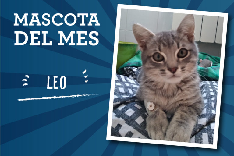 Mascota del mes - Leo