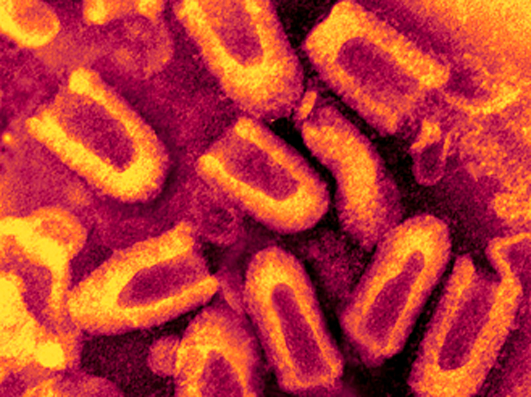 Contagio por Rabia - Clinicanimal