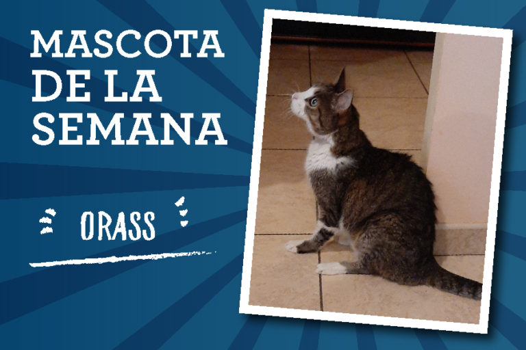 Clinicanimal Mascota semana