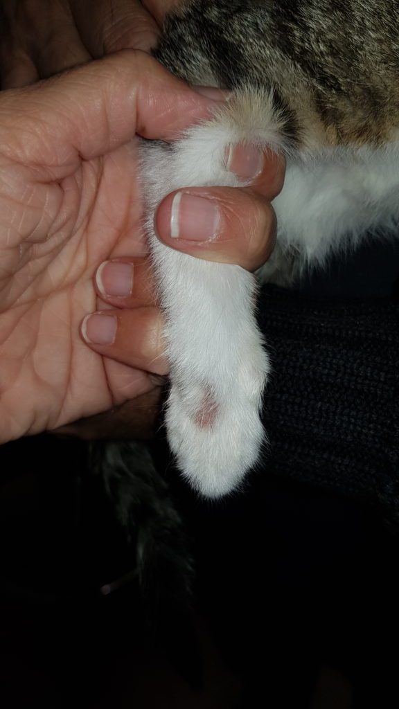 qué es la tiña en gatos
