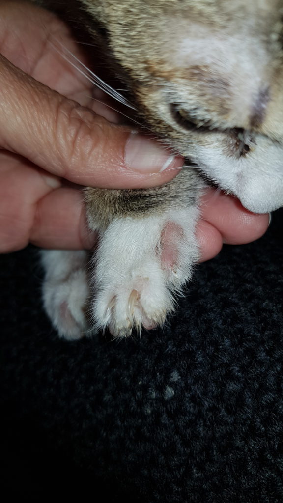 tiña en gatos cómo es