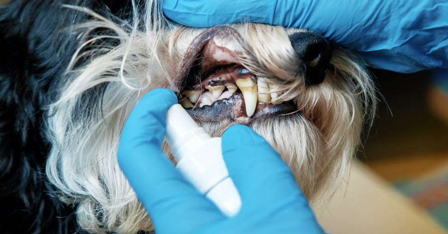 Consejos para el cuidado dental en perros