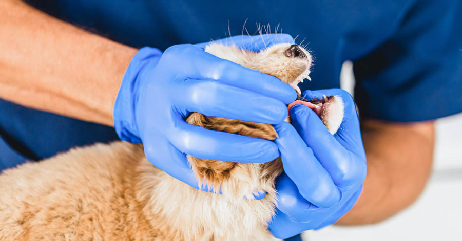 Guía para cuidar la salud dental de tu perro con consejos y recomendaciones