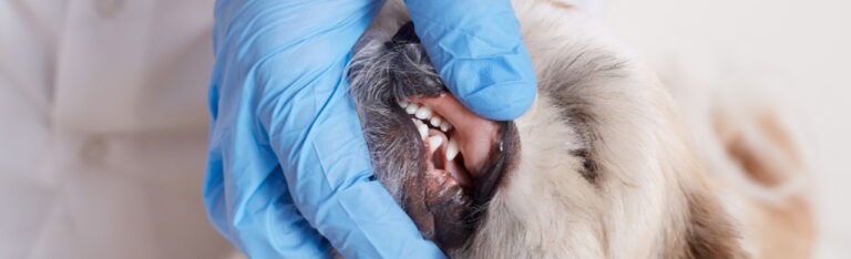 Higiene dental canina: cuidados, prevención y consejos