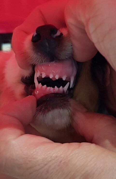 Los principales problemas dentales en el perro