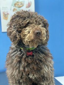 Mascota del mes: Bono