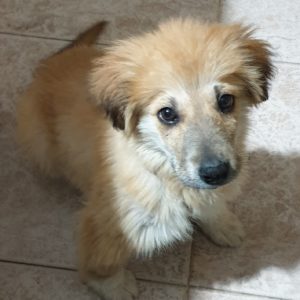 Mascota del mes: Max