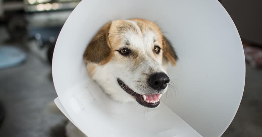 ¿Cuánto tarda en recuperarse un perro tras la esterilización?