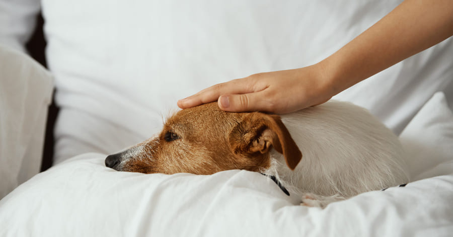 Cuidados postoperatorios tras la esterilización canina