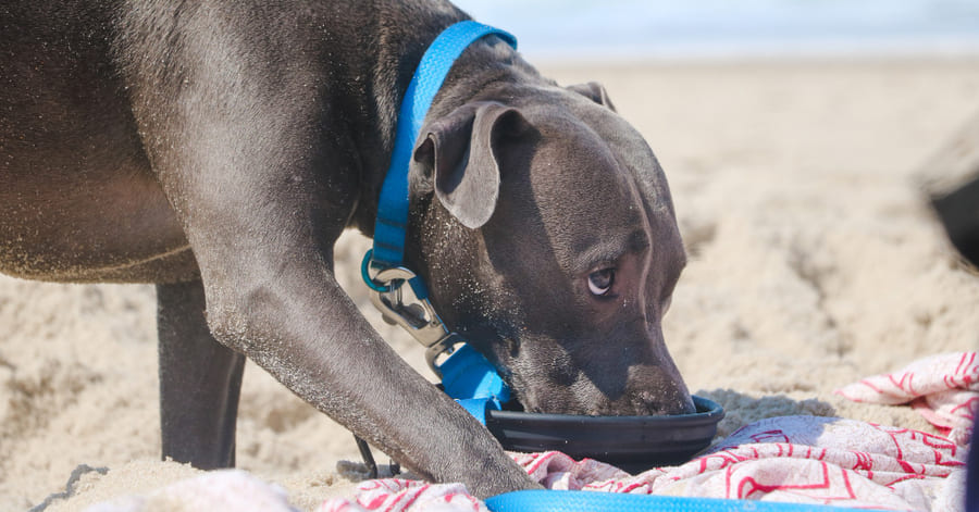 Síntomas de un golpe de calor en perros