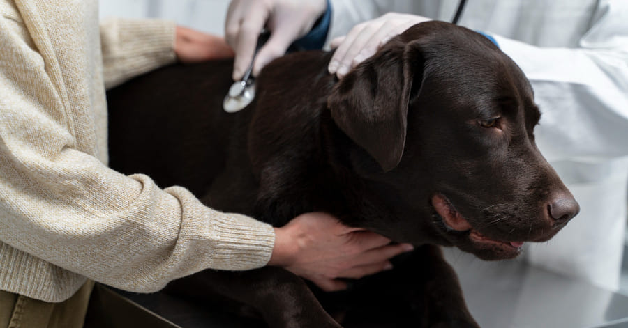 Síntomas y tratamiento de un golpe de calor en perros