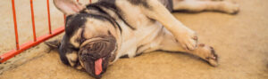 Golpe de calor en perros: síntomas, qué hacer y cómo evitarlo