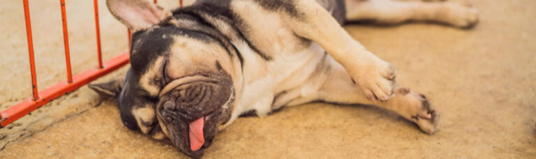 Golpe de calor en perros: síntomas, qué hacer y cómo evitarlo