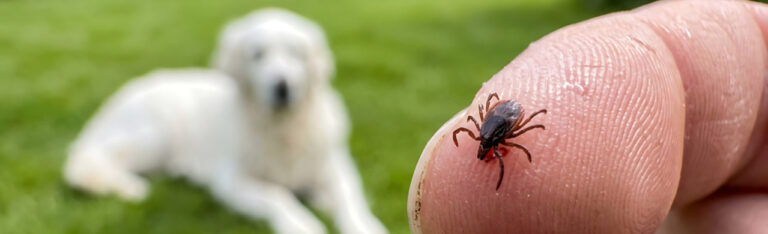 Garrapatas en perros: cómo detectarlas, eliminarlas y prevenirlas de forma segura