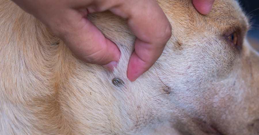 Cómo identificar una garrapata en la piel