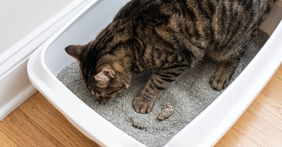 Cómo se transmite la toxoplasmosis de gatos a humanos