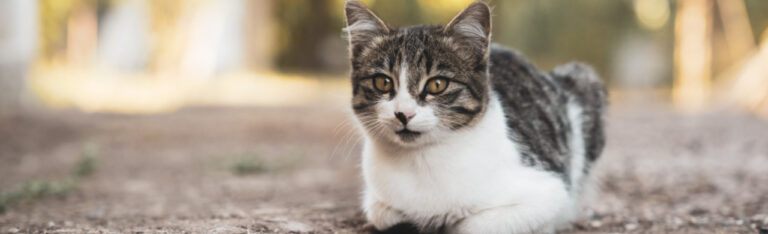 Toxoplasmosis en gatos: causas, síntomas, tratamiento y medidas de prevención