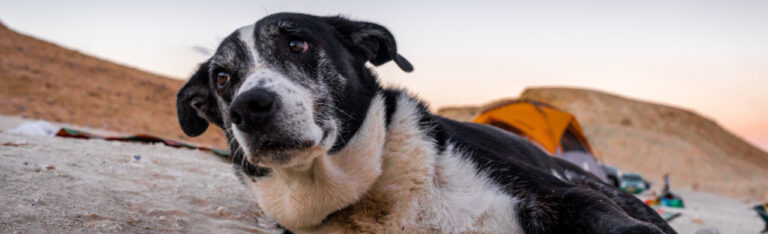 Condroprotectores para perros: qué son, para qué sirven y cuándo deben tomarlos