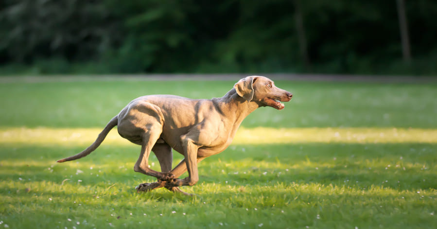 ¿Cuándo debe tomar condroprotectores un perro?