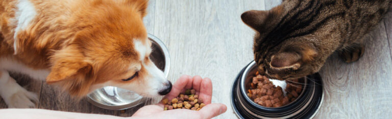 Dietas veterinarias: qué son, para qué sirven y cuándo se recomiendan