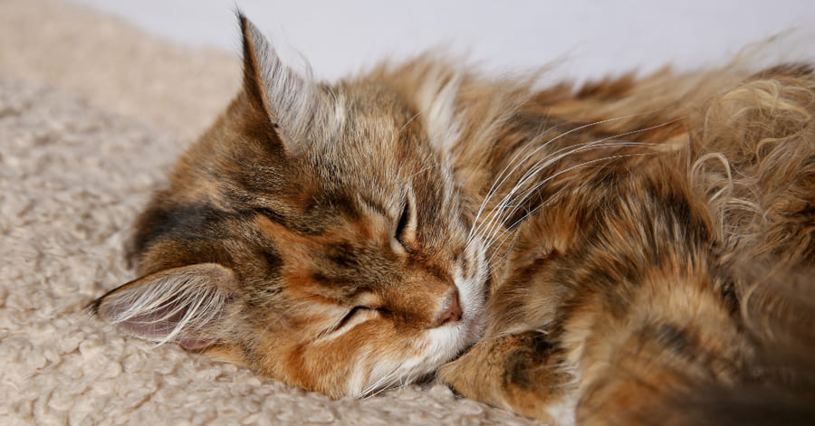 ¿Cuánto dura el embarazo de una gata?