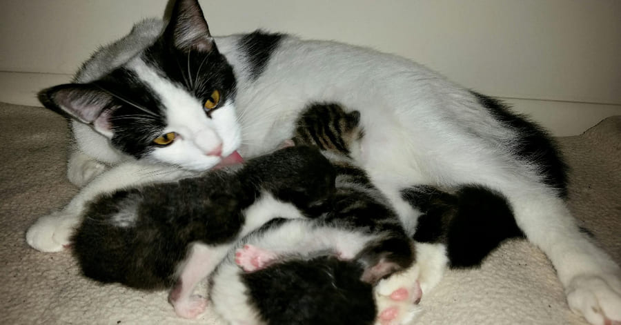 Síntomas de una gata embarazada: ¿cómo saber si está gestando?