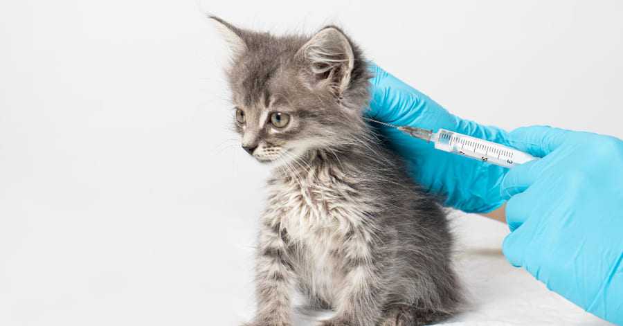¿Cuándo poner la vacuna trivalente a un gato?