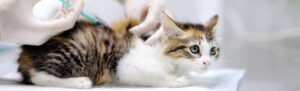 Guía de la vacuna trivalente en gatos: qué es, para qué sirve y cuándo ponerla