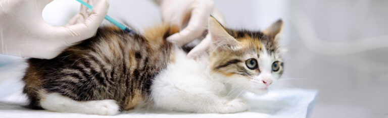 Toda la información y preguntas frecuentes sobre la vacuna trivalente felina