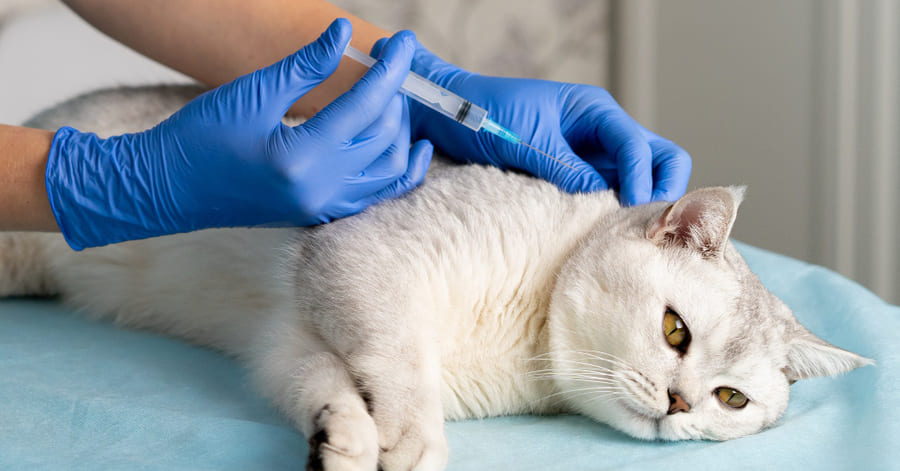 ¿Para qué sirve la vacuna trivalente en gatos?