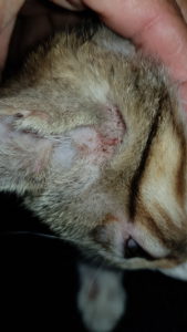 ¿Qué es la tiña en gatos y cuáles son sus causas?