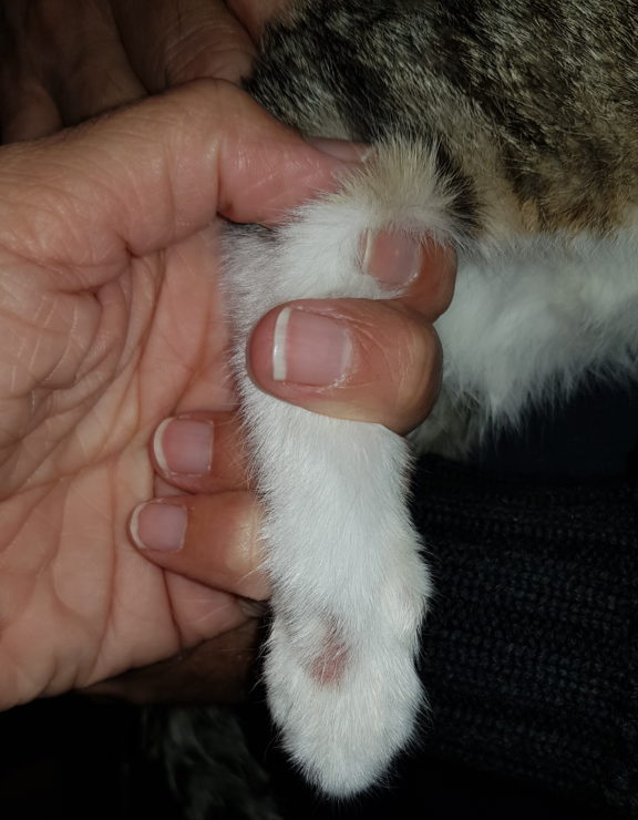 Diagnóstico y tratamiento de la tiña en gatos