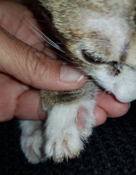 Etapas de la tiña en gatos y sus síntomas