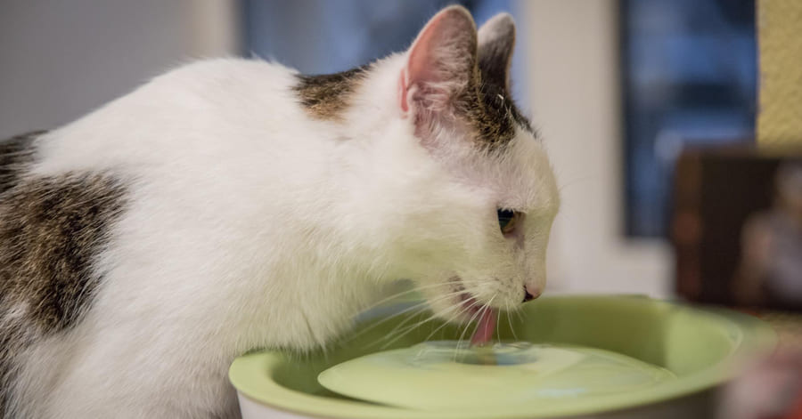 Tratamiento y cuidados para la insuficiencia renal felina