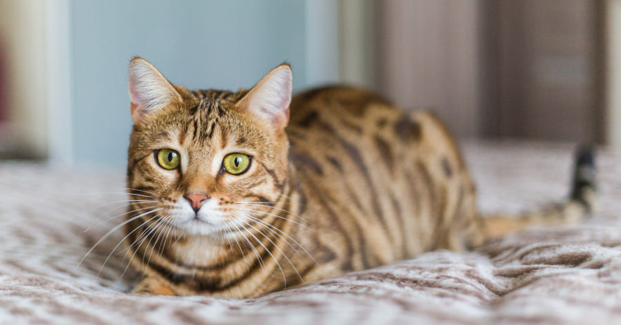 ¿Cuántas etapas tiene la insuficiencia renal en gatos?