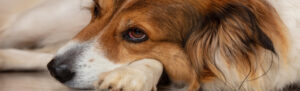 ¿Tu perro tiembla? Causas y consejos para actuar