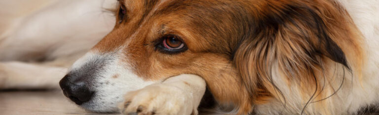 ¿Tu perro tiembla? Causas y consejos para actuar