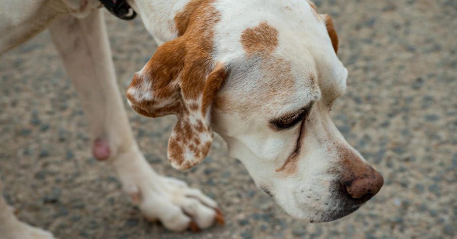 Tu perro tiembla y está decaído: ¿cuándo preocuparse?