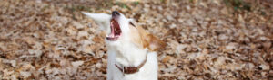 ¿Por qué mi perro no ladra? Causas más frecuentes y qué puedes hacer