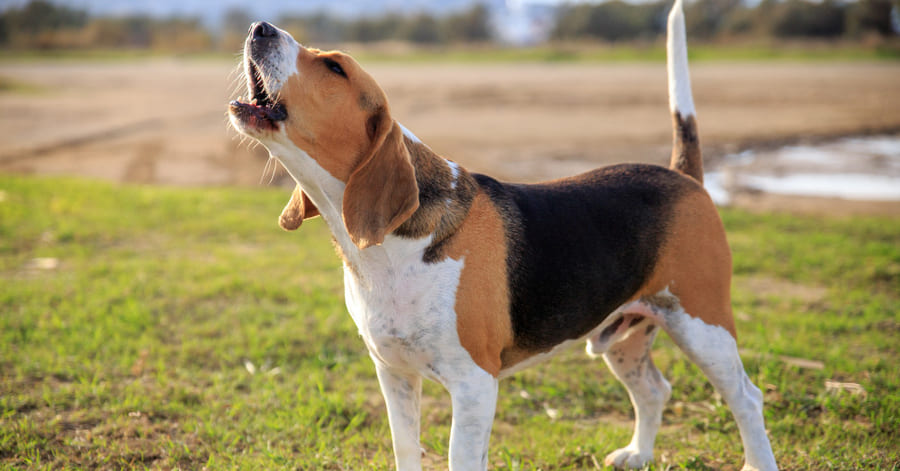 ¿Por qué mi perro no ladra?