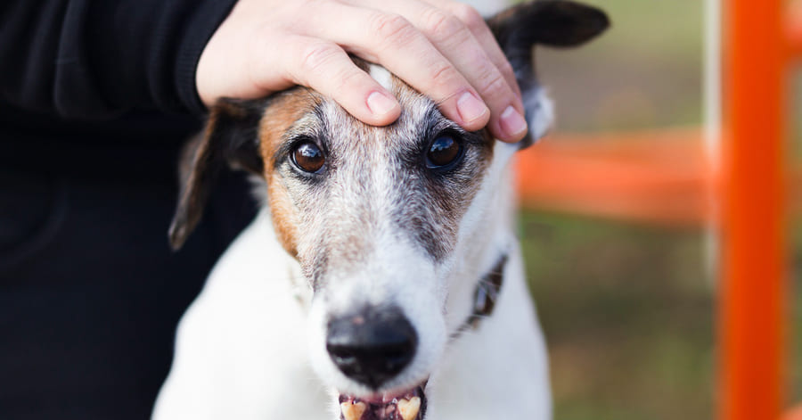 Causas más frecuentes de los temblores en perros