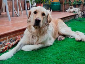Caso clínico: operación de rotura de ligamento cruzado anterior en un Golden Retriever