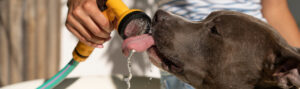 Cómo refrescar a un perro del calor: guía con consejos y zonas clave