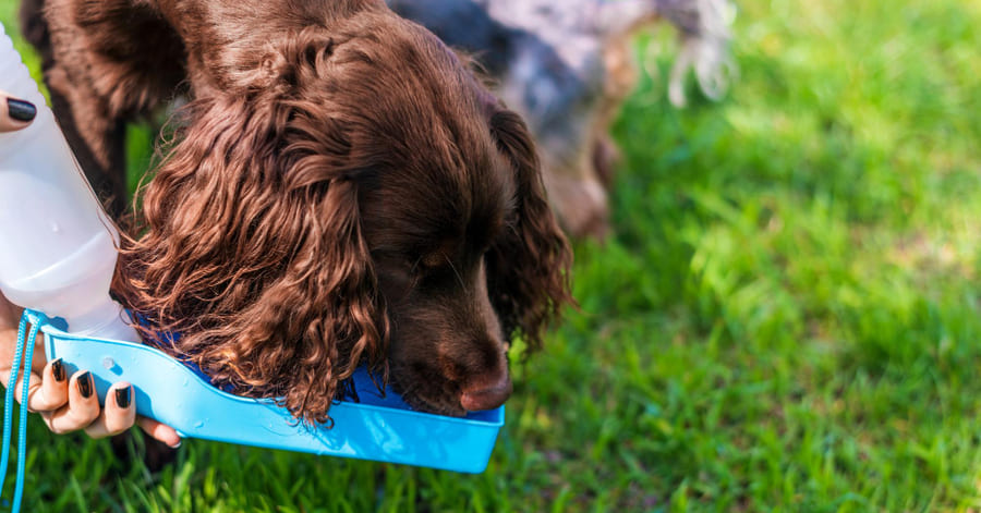 Consejos para refrescar a tu perro en casa y durante el paseo