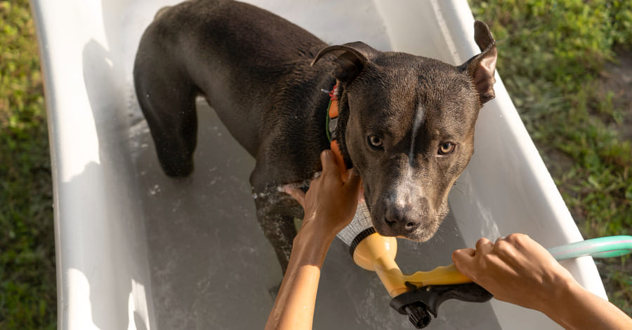 Zonas clave para refrescar a un perro de forma rápida y segura