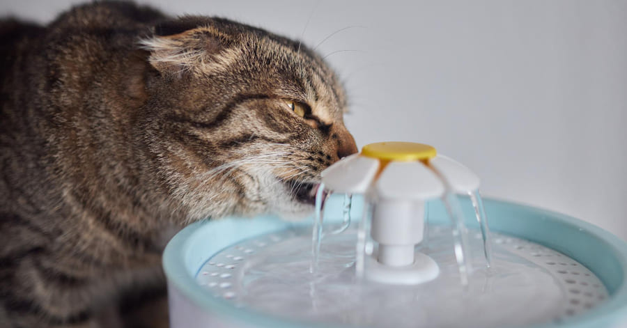 Consejos para refrescar a un gato en casa
