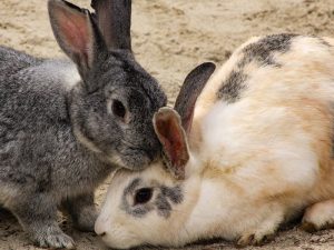 Enfermedades comunes en los conejos: todo lo que tienes que saber