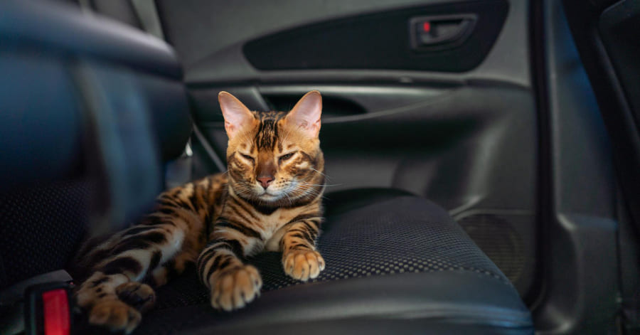 Trucos para refrescar a un gato en verano