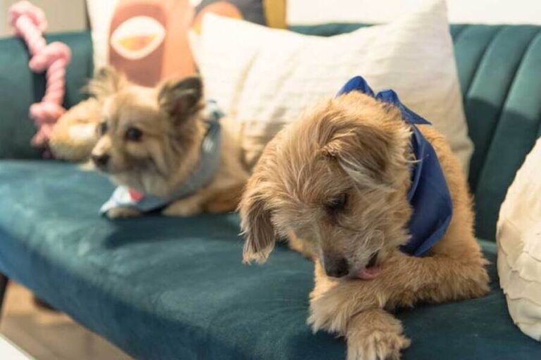 ¿Por qué mi perro se lame mucho las patas? Causas y qué hacer